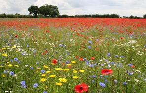 a meadow of purple, red and yellow wildflowers