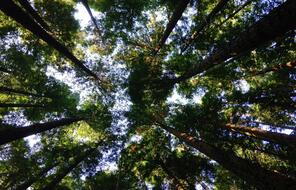 view of treetops as seen from the ground looking up 