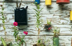 plants handing on a wall in different colored pots