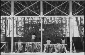 Making camouflage nets for the War Department. This is one of several War and Navy Department projects carried on by persons of Japanese ancestry in relocation centers.