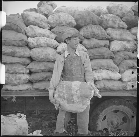 Tule Lake Relocation Center, Newell, California. An evacuee farmer ready to put a sack of newly dug potatoes on the truck at the farm at this relocation center.